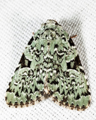 9065 - Green Leuconycta -  Leuconycta diphtheroides