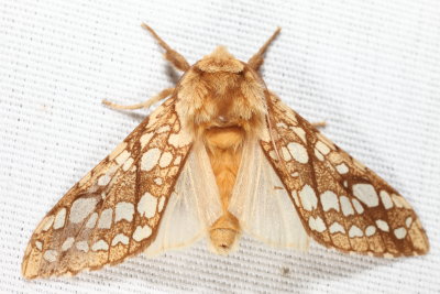 8211 - Hickory Tussock Moth - Lophocampa caryae