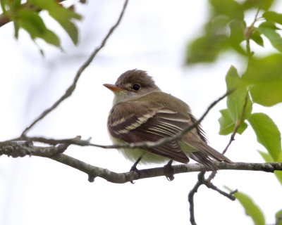 Willow Flycatcher - Empidonax traillii