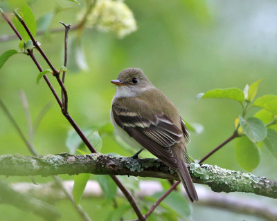 Alder Flycatcher - Empidonax alnorum