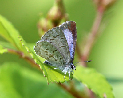 Cherry Gall Azure - Celastrina serotina