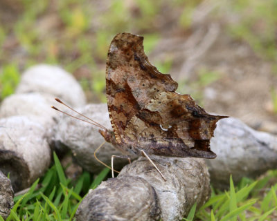 Question Mark - Polygonia interrogationis