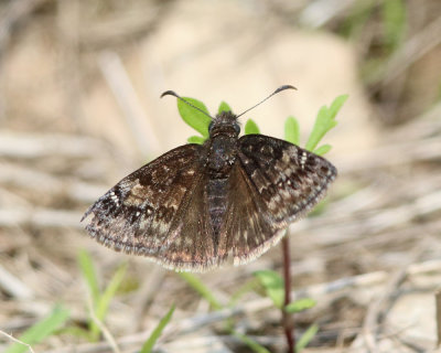 Wild Indigo Duskywing - Erynnis baptisiae 