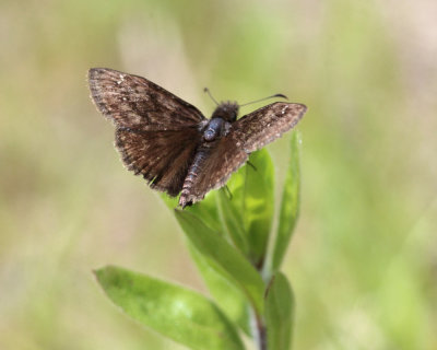 Wild Indigo Duskywing - Erynnis baptisiae 