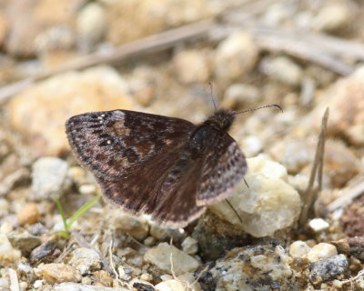 Wild Indigo Duskywing - Erynnis baptisiae 