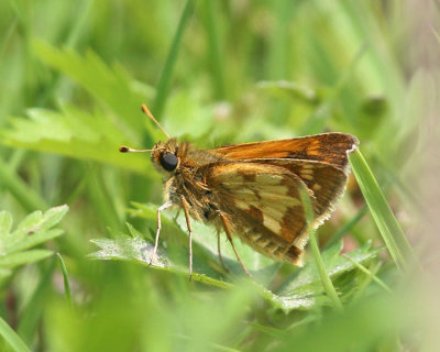 Peck's Skipper - Polites peckius