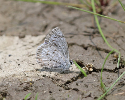 Cherry Gall Azure - Celastrina serotina