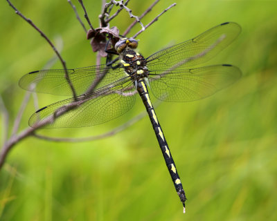 Arrowhead Spiketail - Cordulegaster obliqua