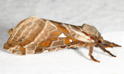 0018 – Silver-spotted Ghost Moth – Sthenopis argenteomaculatus