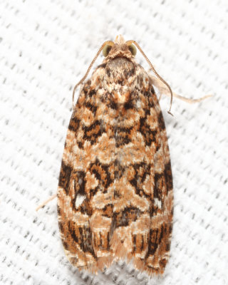2772 - Labyrinth Moth - Phaecasiophora niveiguttana