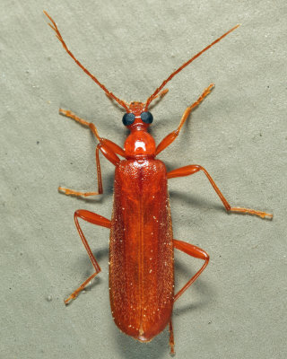 Dendroides concolor