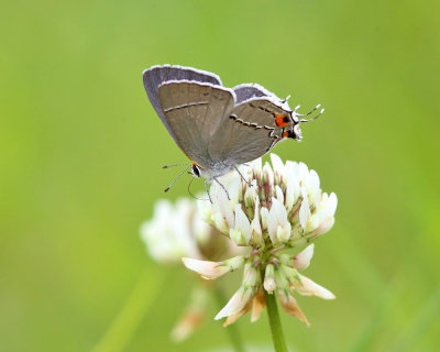 Gray Hairstreak - Strymon melinus