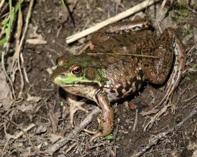 Frogs Photo Gallery by Tom Murray at