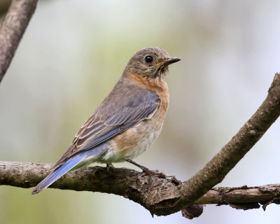 Eastern Bluebird - Sialia sialis (female)