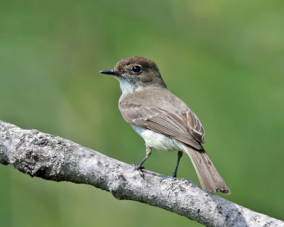 Eastern Phoebe - Sayornis phoebe