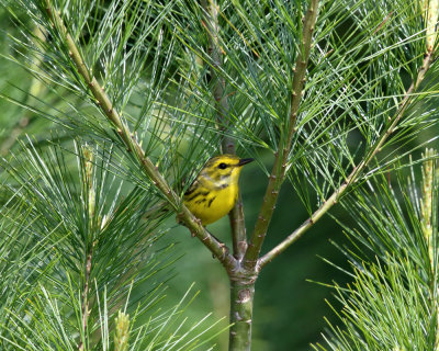 Prairie Warbler - Setophaga discolor