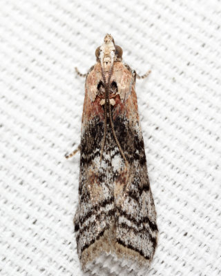 5745 - Glyptocera consobrinella