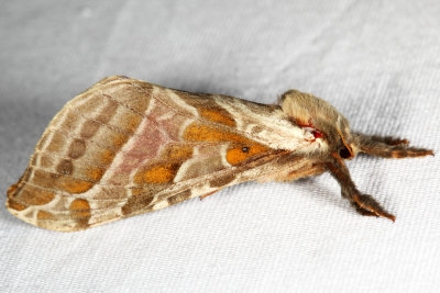 0018  Silver-spotted Ghost Moth  Sthenopis argenteomaculatus