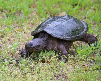 Common Snapping Turtle - Chelydra serpentina