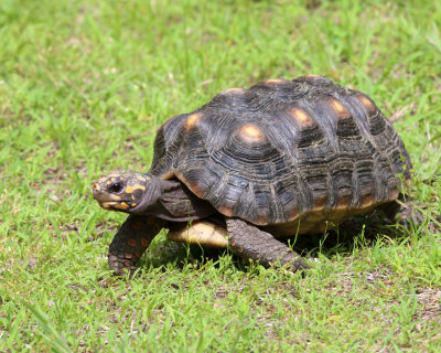 Red-footed Tortoise - Chelonoidis carbonarius