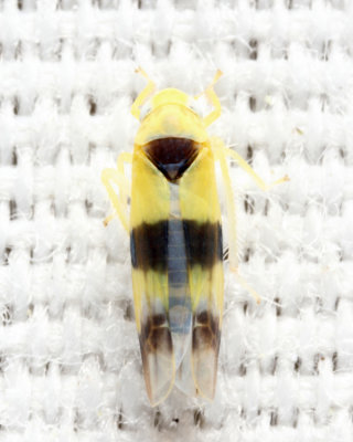 Empoa latifasciata