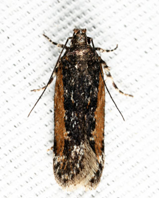 2172 - Filatima serotinella