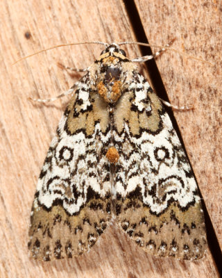 9061 - Owl-eyed Bird Dropping Moth - Cerma cora