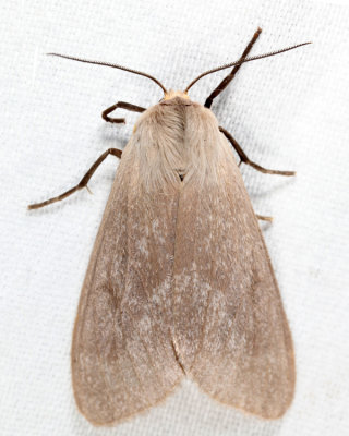 8238 - Milkweed Tussock Moth - Euchaetes egle