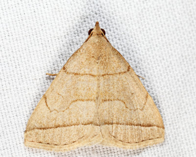 Zanclognatha cruralis or obscuripennis