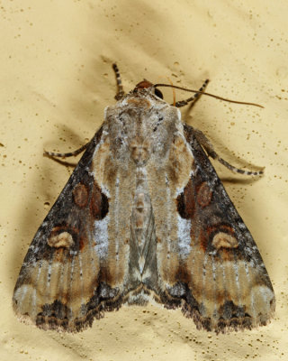 9385.1 - Double Lobed Moth - Lateroligia ophiogramma