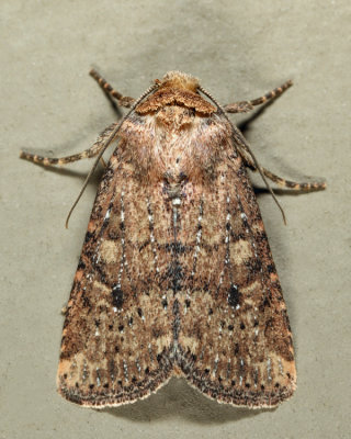 10532.1 - Southern Scurfy Quaker - Homorthodes lindseyi