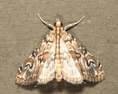 4751 - Waterlily Borer - Elophila gyralis