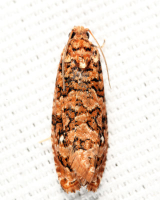 2772 -Labyrinth Moth - Phaecasiophora niveiguttana