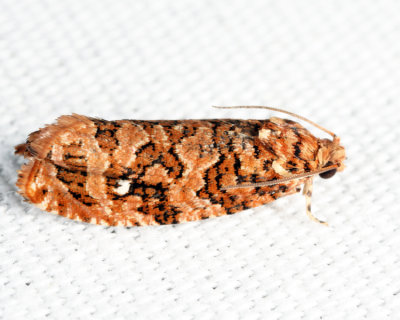 2772 - Labyrinth Moth - Phaecasiophora niveiguttana