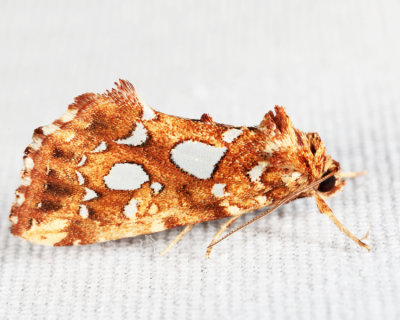 9633 - Silver-Spotted Fern Moth - Callopistria cordata