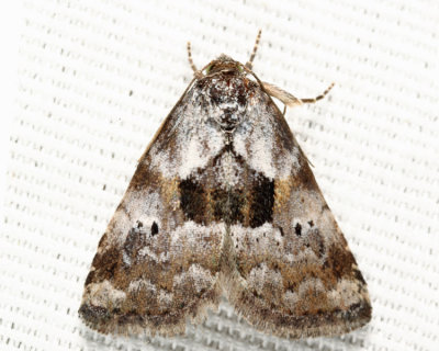 9040 - Black-patched Graylet - Hyperstrotia secta