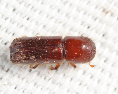 Xyleborus celsus