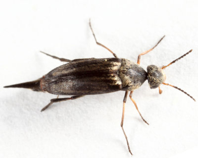 Mordellistena syntaenia