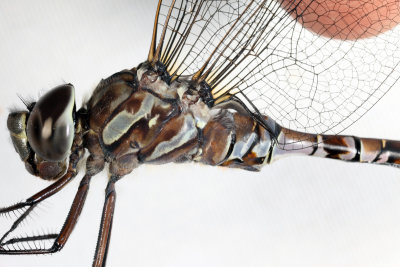 Canada Darner - Aeshna canadensis