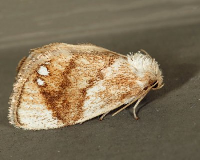 4659 - Jeweled Tailed Slug Moth - Packardia geminata