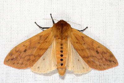 8129 - Isabella Tiger Moth - Pyrrharctia isabella