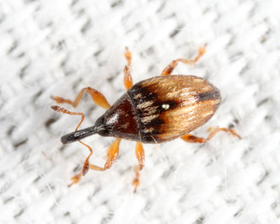 Flower Bud Weevil - Nanophyes marmora