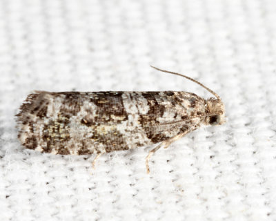 2745 - Spruce Needleminer Moth - Taniva albolineana