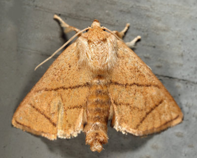 4667 - Inverted Y Slug Moth - Apoda y-inversum