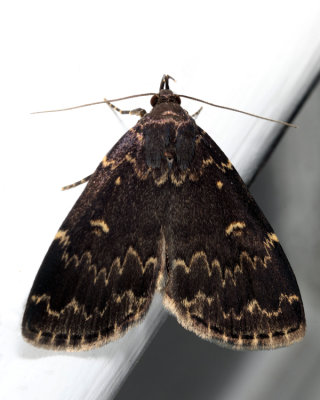 8334 - Glossy Black Idia - Idia lubricalis