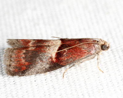 5672 - Cordovan Pyralid - Acrobasis exsulella