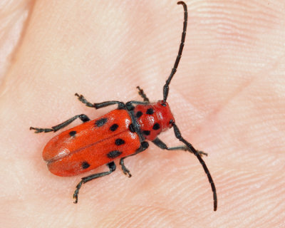 Red Milkweed Beetle - Tetraopes tetrophthalmus