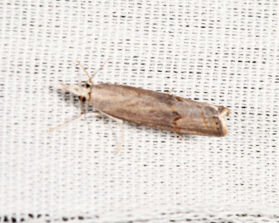 5451 - Bluegrass Webworm Moth - Parapediasia teterrellus