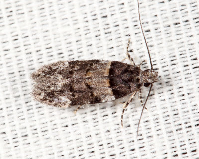 1857 – Pubitelphusa latifasciella
