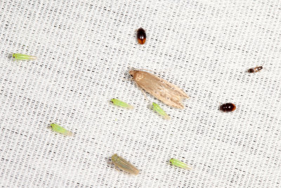 1515 - Limnaecia phragmitella, Empoasca coccinea, Potato Leafhopper - Empoasca fabae,  Graminella fitchii, Stilbus apicalis 